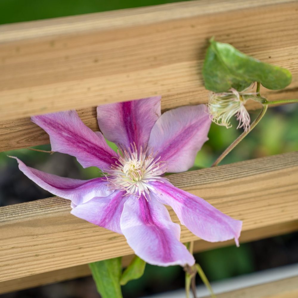 Forest Living Screen Planter - Image 6