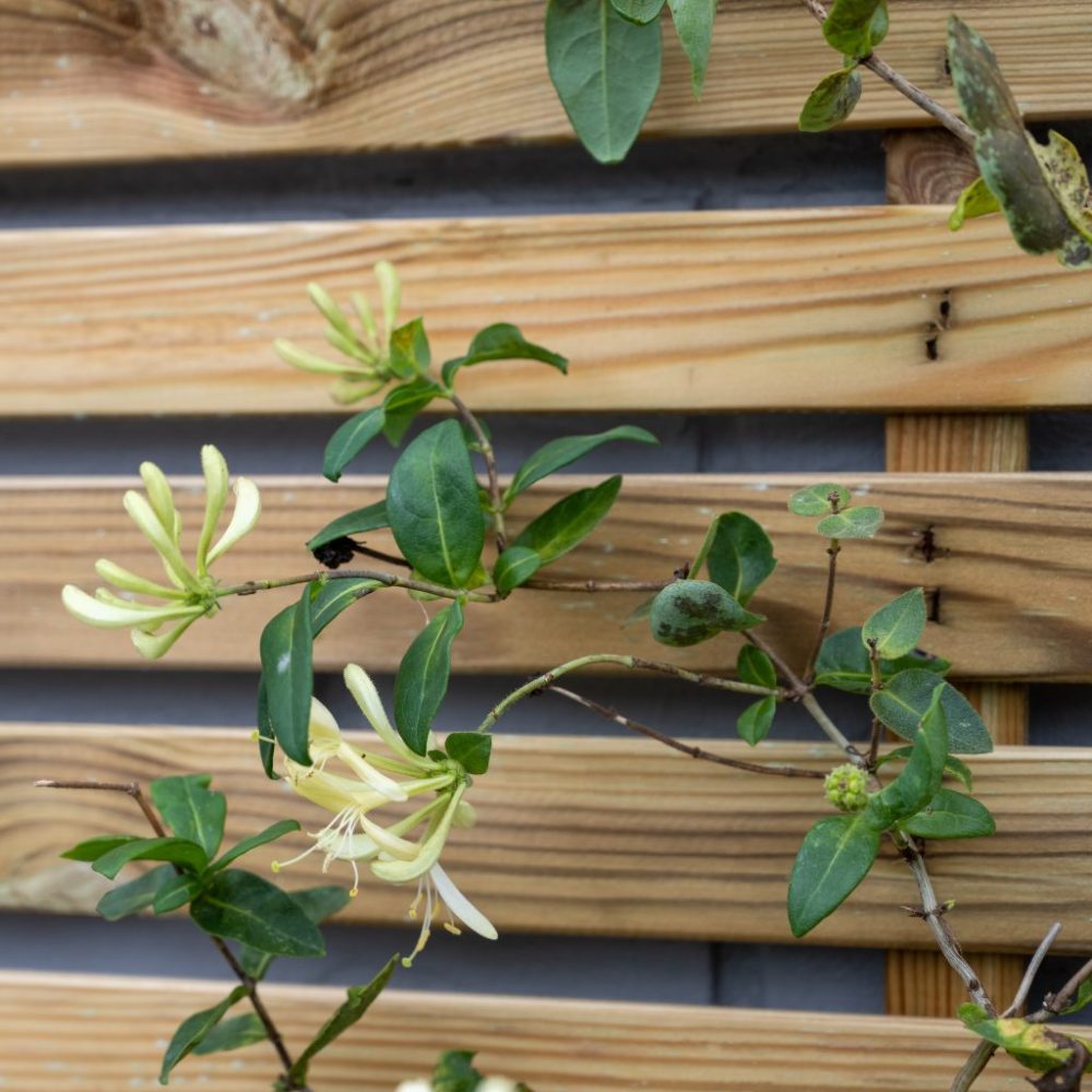 Forest Garden Slatted Trellis 180x90cm - Image 8