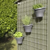 Berry Trellis
